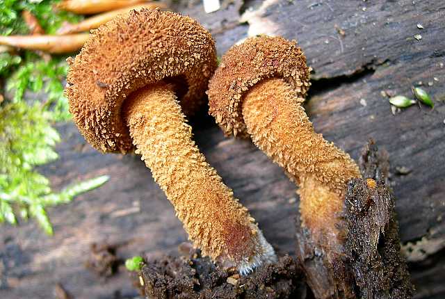 2005 :  Un anno di funghi